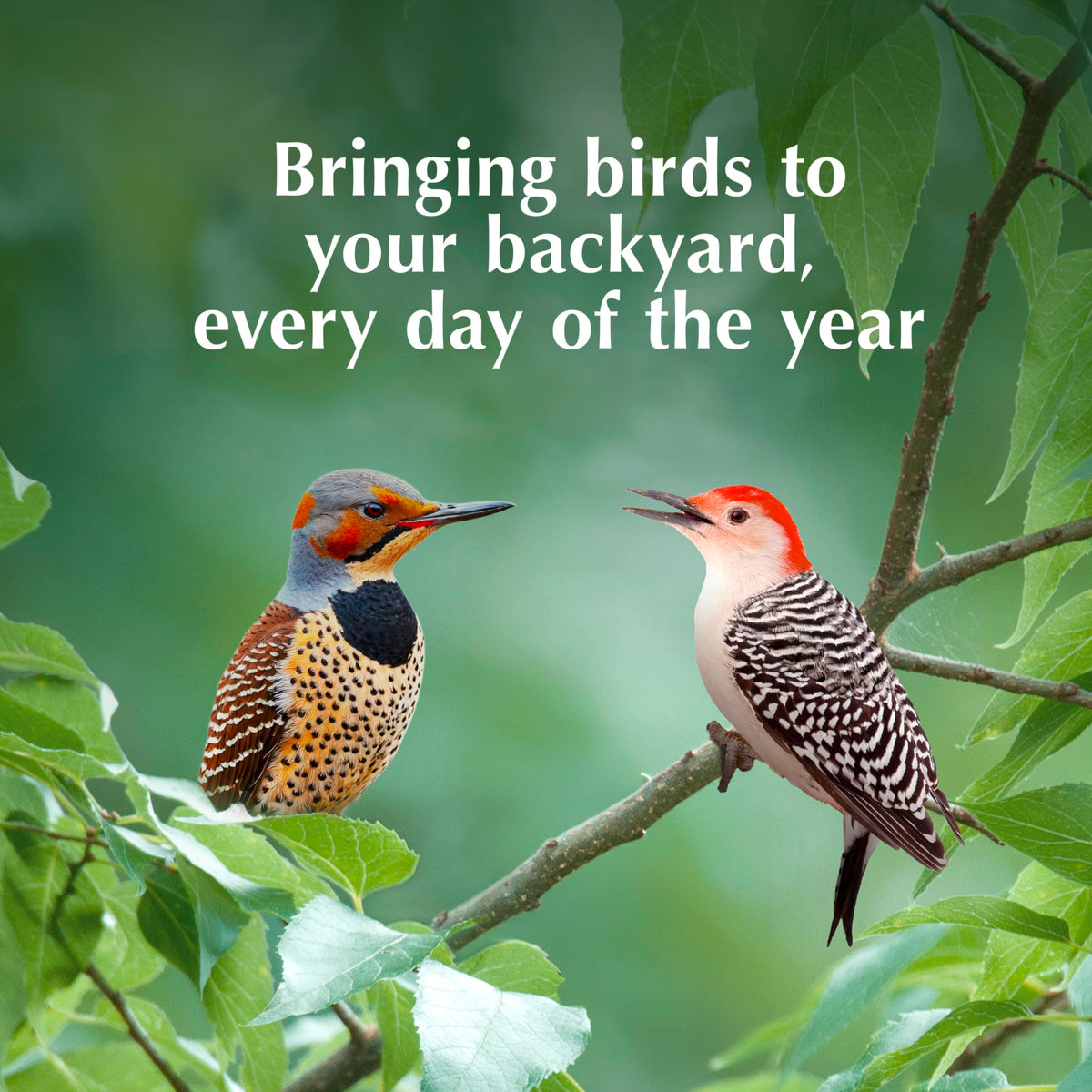 Woodpecker-friendly nut blend attracts hairy and downy woodpeckers at feeders