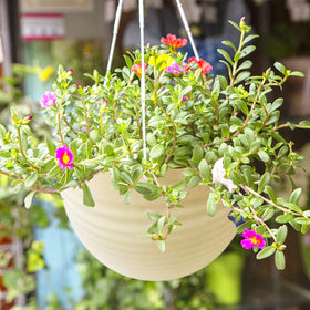 Cshangzei creamy-white planter complements decor while supporting healthy root hydration