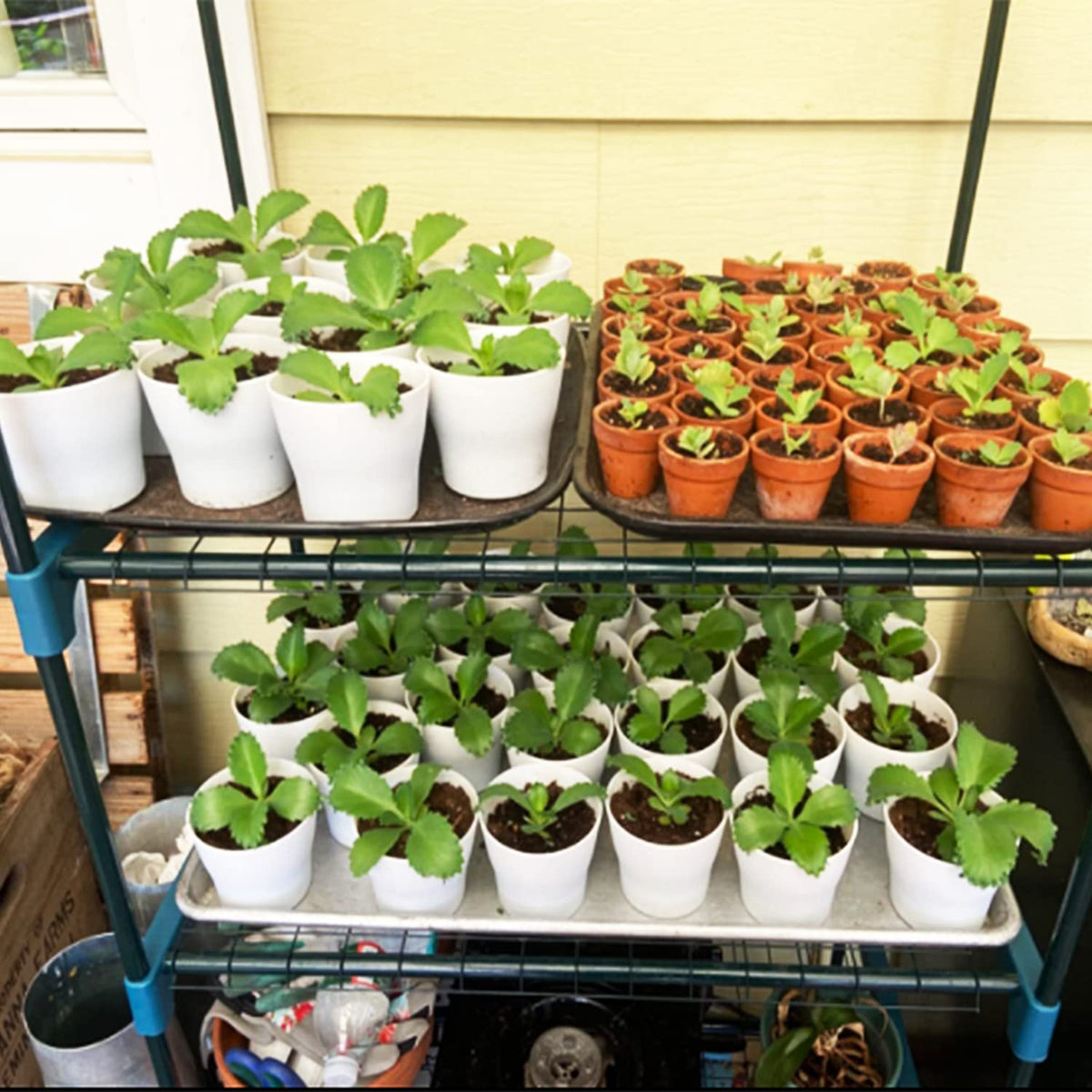 Cshangzei white planters suitable for indoor and outdoor use.