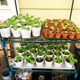 Cshangzei white planters suitable for indoor and outdoor use.