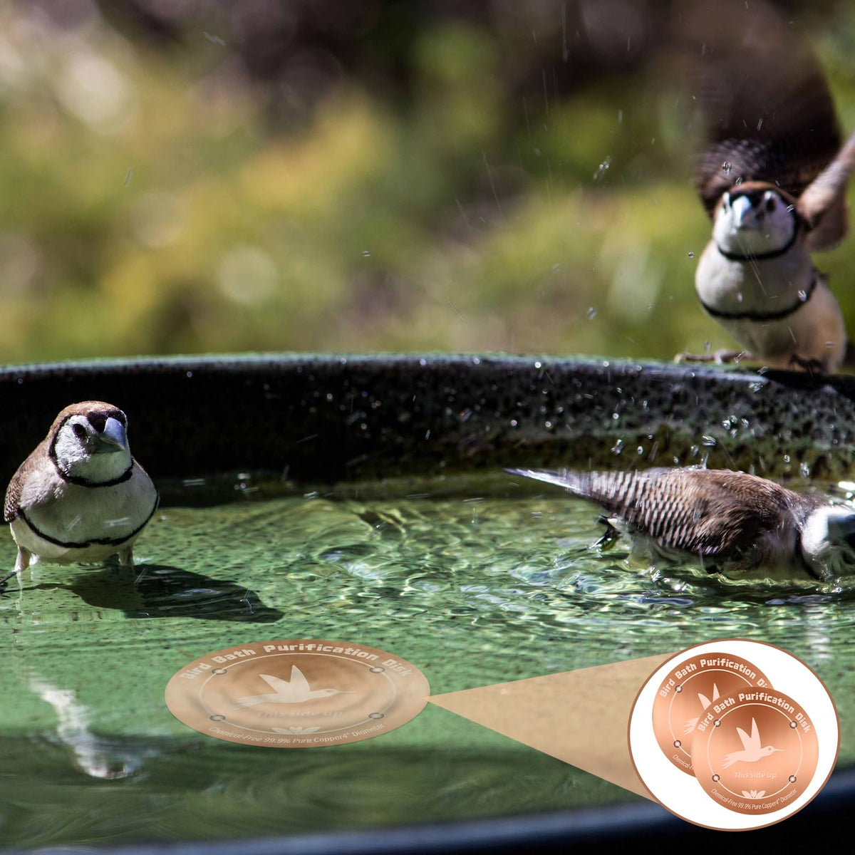 CTTZCKJ multi-disk pack for larger bird baths and volumes