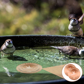 CTTZCKJ multi-disk pack for larger bird baths and volumes