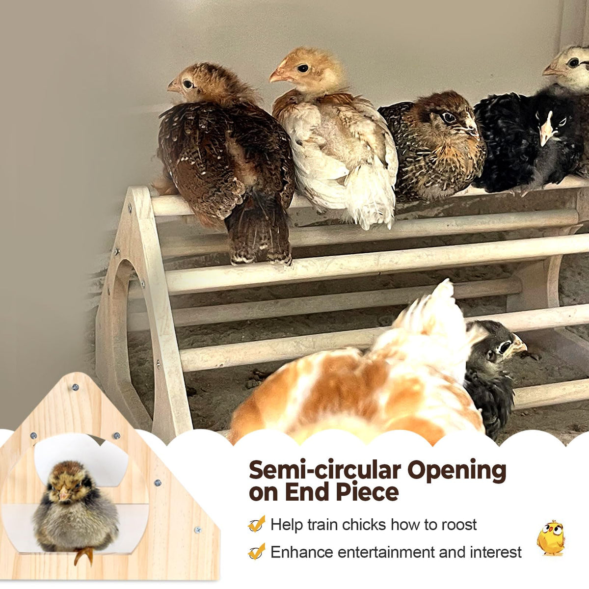 CuffUp chicken perch brooder use: ideal for chicks' early life.
