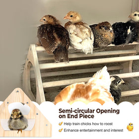 CuffUp chicken perch brooder use: ideal for chicks' early life.