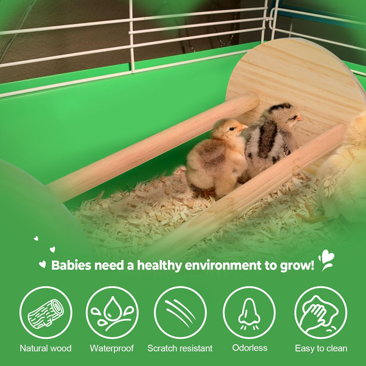 CuffUp chicken perch chicks resting: promotes safe, restful perching in coop.