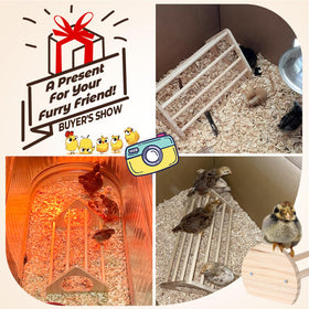 CuffUp chicken perch in coop setup: easy install for multiple birds.