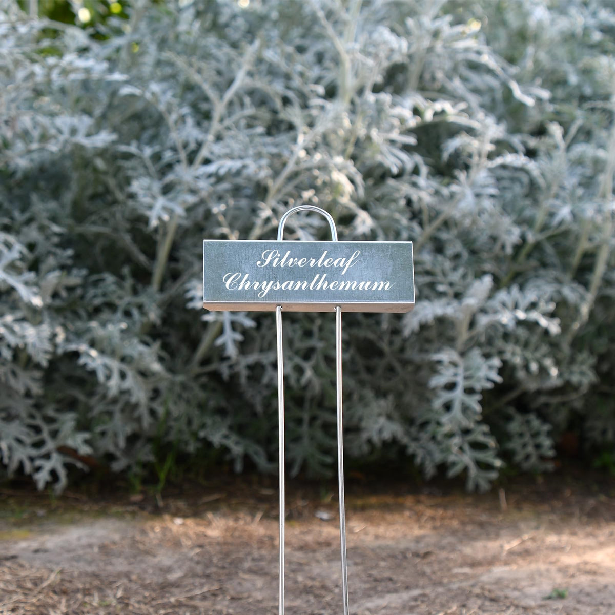 Cureder markers labeling herbs in a kitchen garden, withstand rain and humidity.