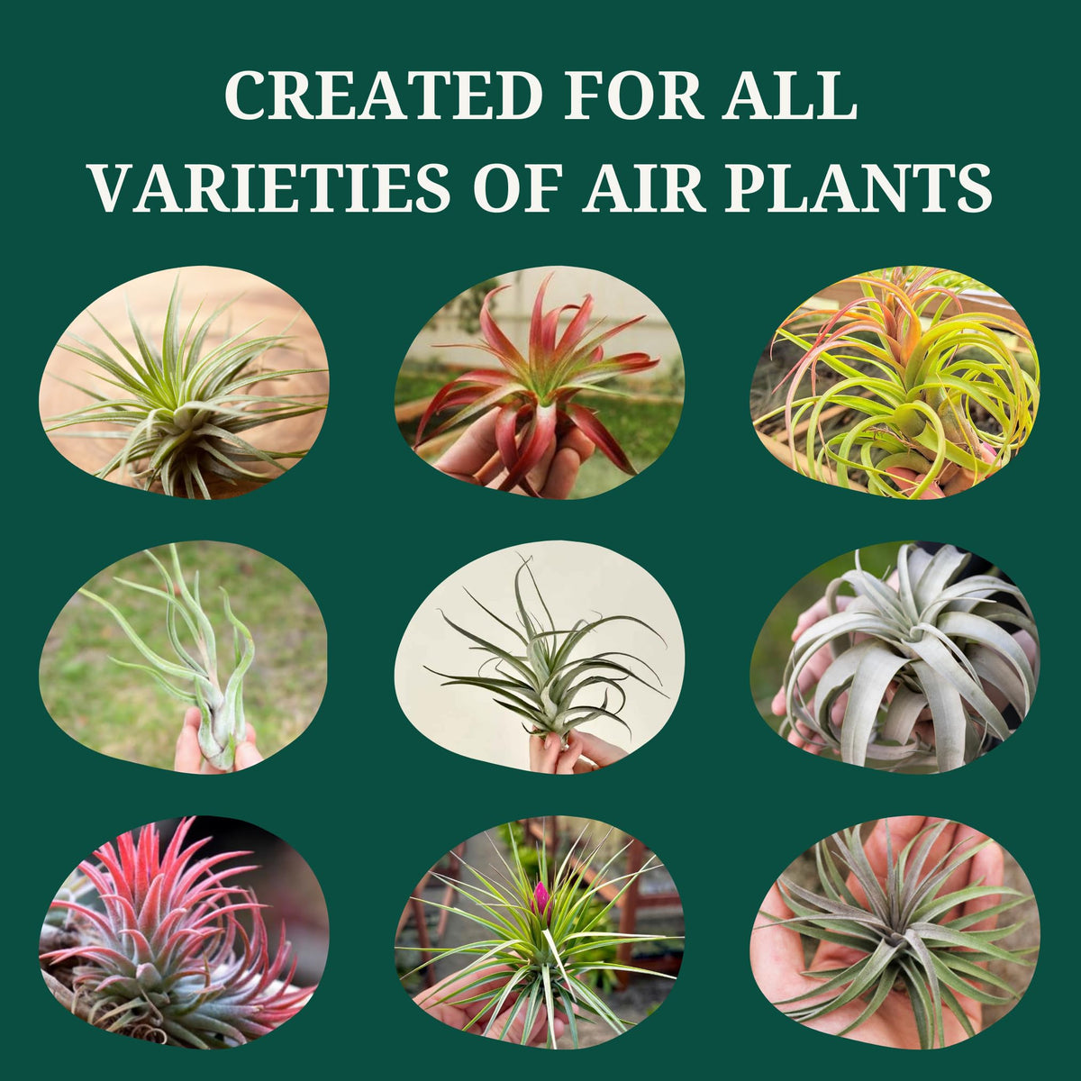 Cute Farms product promoting color vibrancy and bloom support for air plants