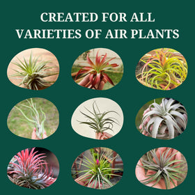 Cute Farms product promoting color vibrancy and bloom support for air plants