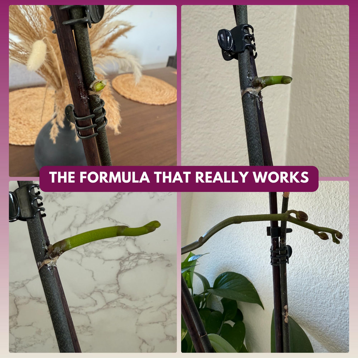 Cute Farms Keiki Cloning Paste application close-up demonstrates easy node treatment for growth.