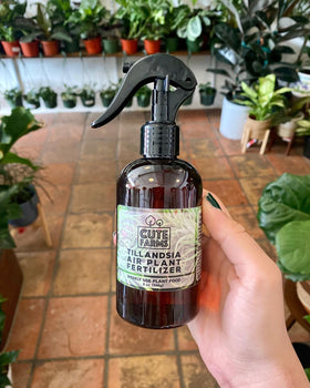 Weekly nutrition mist action shown on air plants with Cute Farms product