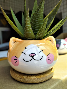 Cuteforyou cat pot packaging includes bamboo tray for gifting