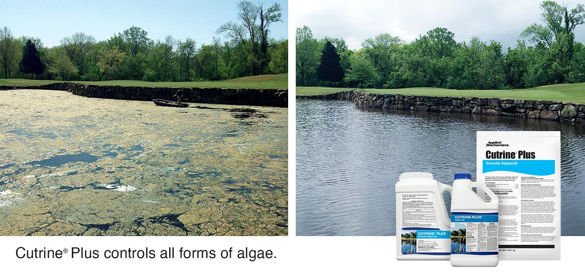 Cutrine-Plus granular algaecide being spread over algae growth for fast control.
