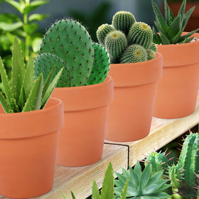 CUZZME 26-pack packaging shows sturdy, delivery-ready pots