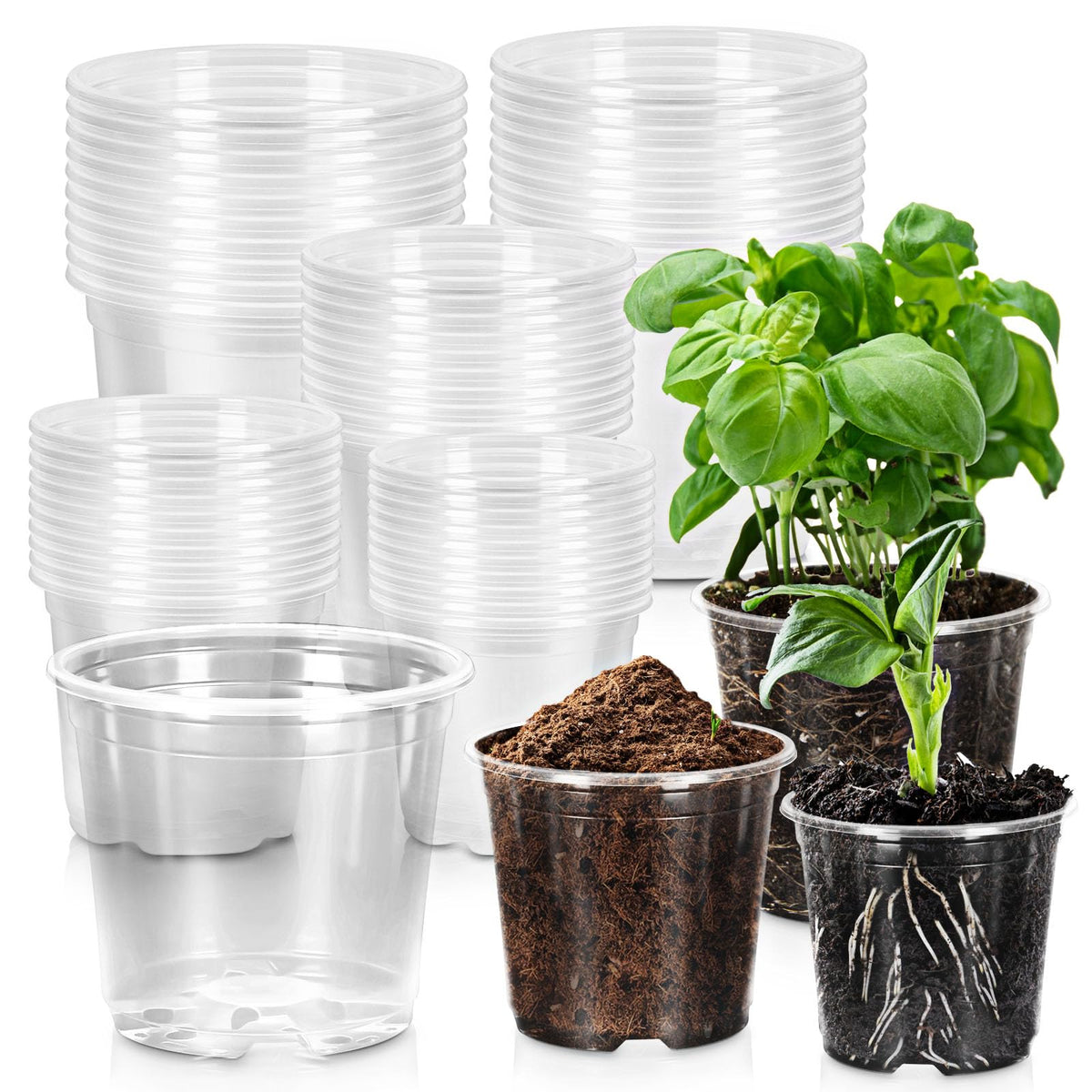 CXIIPOL clear pot 3inch pack showing compact seedlings and root visibility