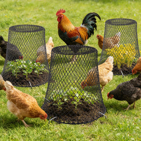 Cyrico 12-pack plant protectors for multiple beds or containers.