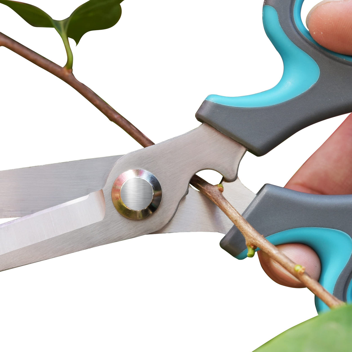 CYRUS Flower Scissors great for flower arranging and prep