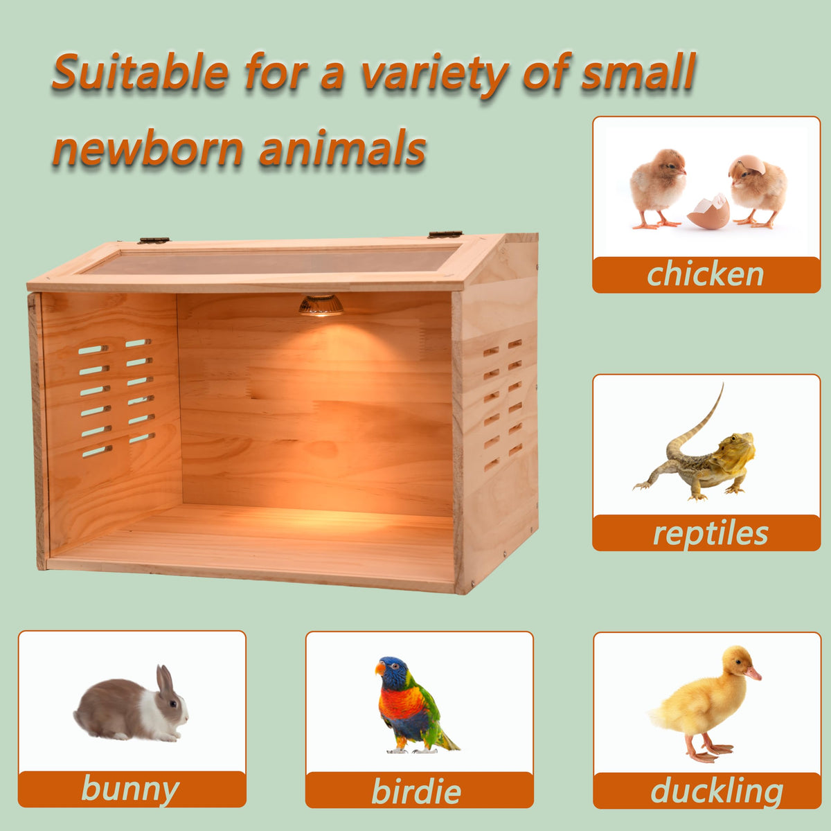 Cyzarize Brooder Box with transparent windows for ongoing chick monitoring.