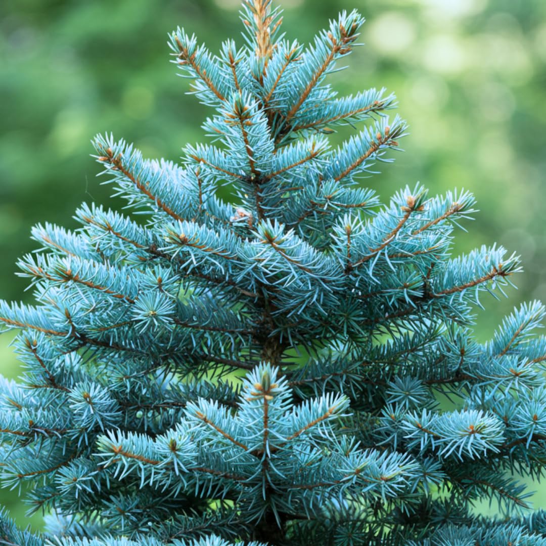 CZ Grain 100 Blue Spruce seeds pack for planting and privacy landscaping