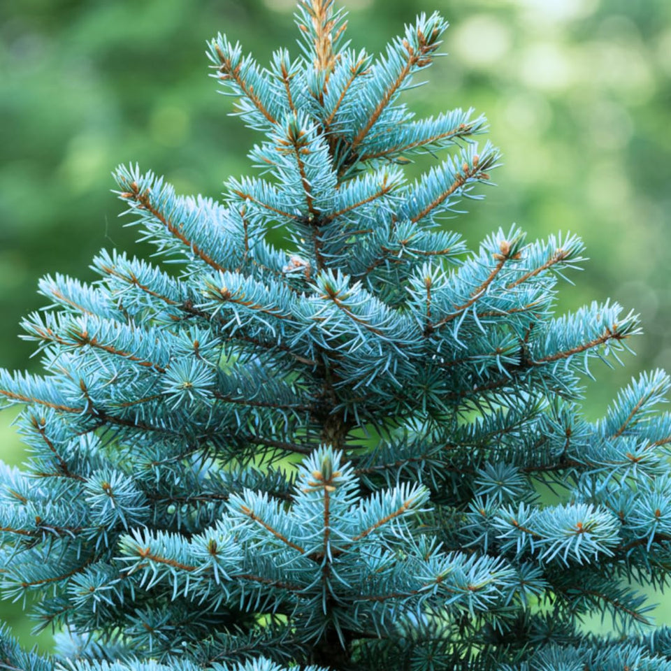 CZ Grain 100 Blue Spruce seeds pack for planting and privacy landscaping