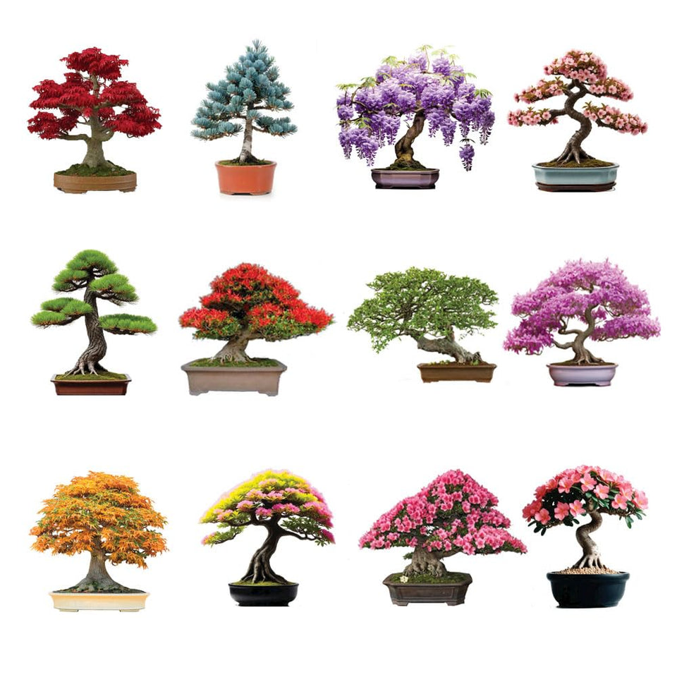 CZ Grain 12 Bonsai Seeds Kit cover shows diverse seeds for beginners