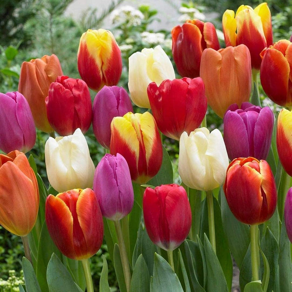 CZ Grain 20 Mixed Tulip Bulbs colors display for a bright garden spectacle.