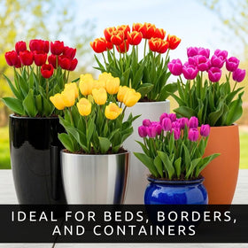 CZ Grain 20 Mixed Tulip Bulbs containers bring colorful blooms to pots and patios.