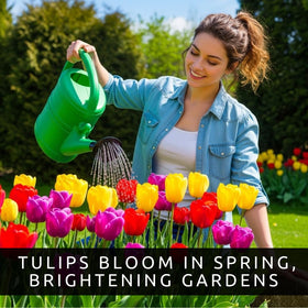 CZ Grain 20 Mixed Tulip Bulbs cut flowers brighten bouquets with sturdy stems.