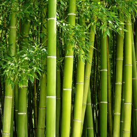 CZ Grain 420 Black Bamboo Seeds packet for fast privacy screen creation.
