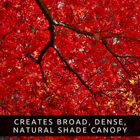 CZ Grain soil tips image featuring all-natural soil recommendations for maple seed germination.