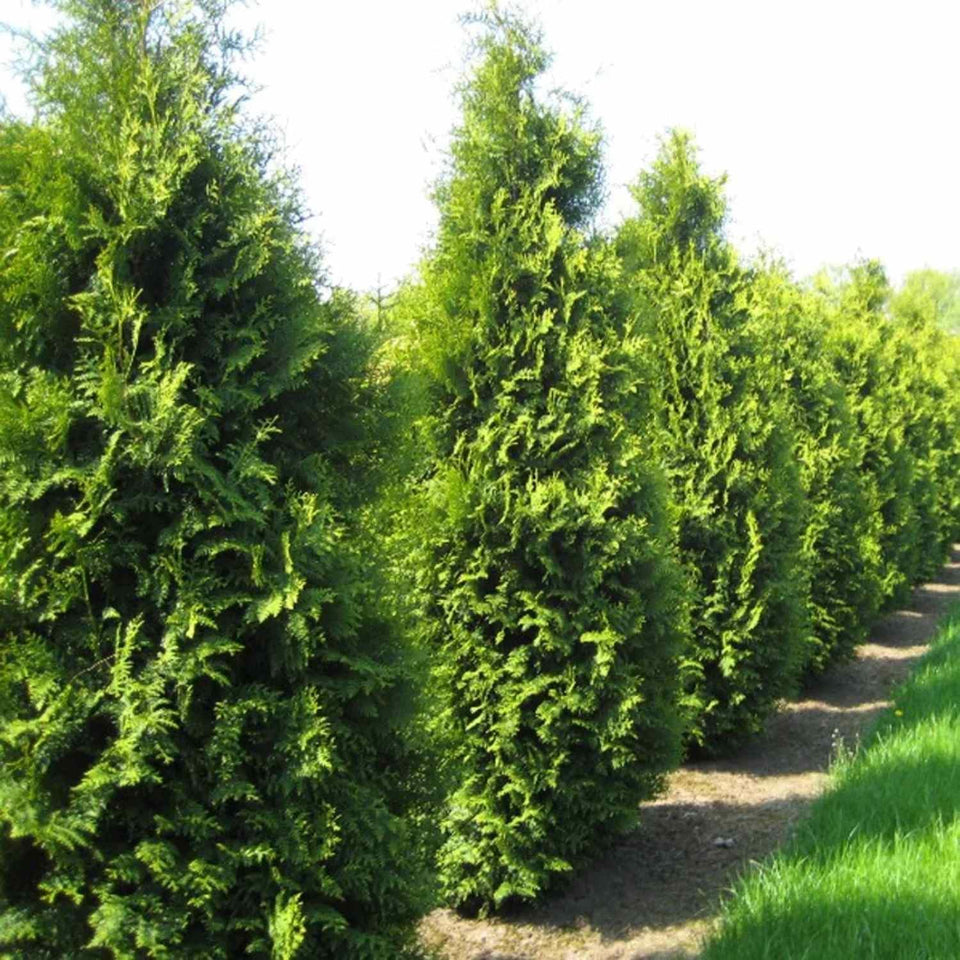 CZ Grain American Arborvitae seeds packet photo with growing directions.