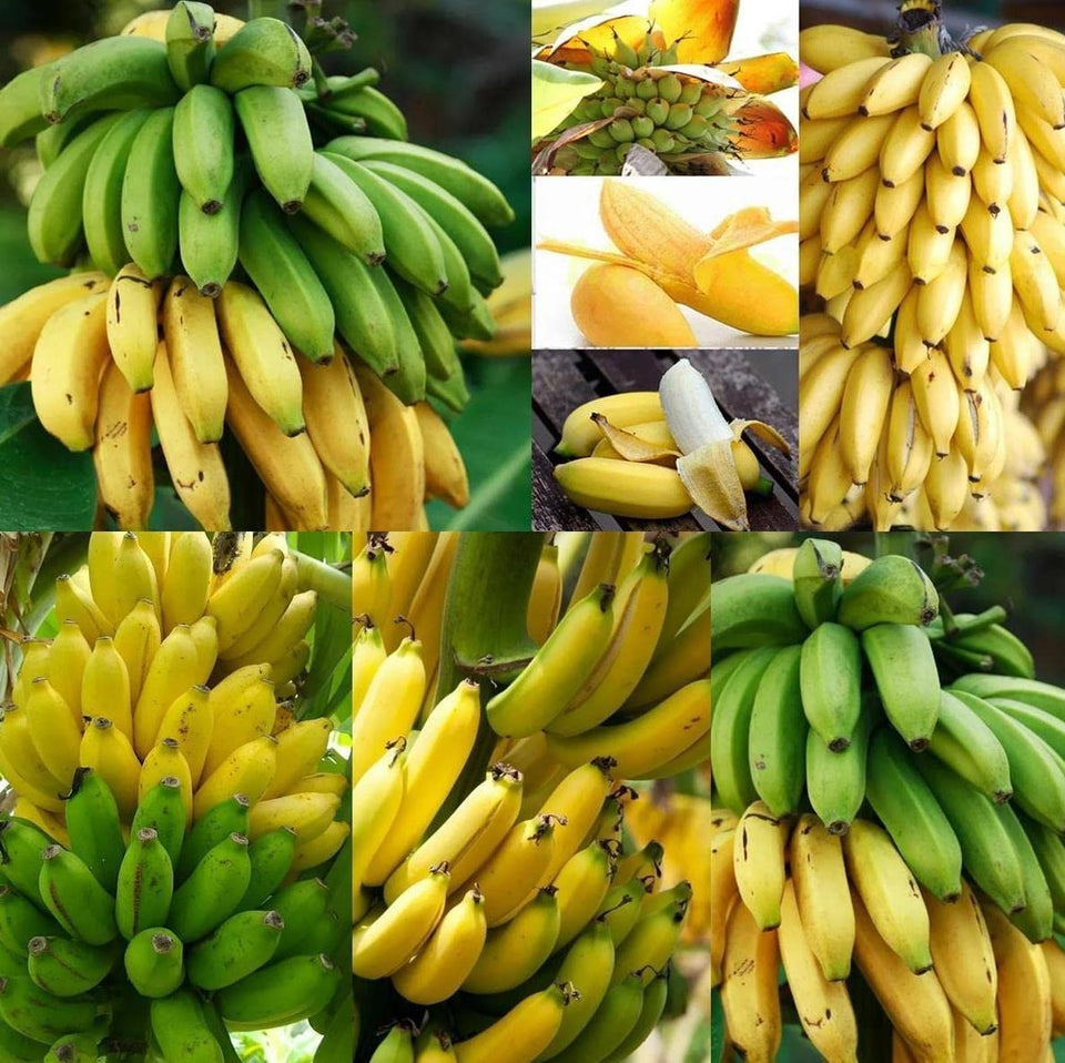 CZ Grain Banana Tree Seeds packaging shows premium starter for home tropical gardening