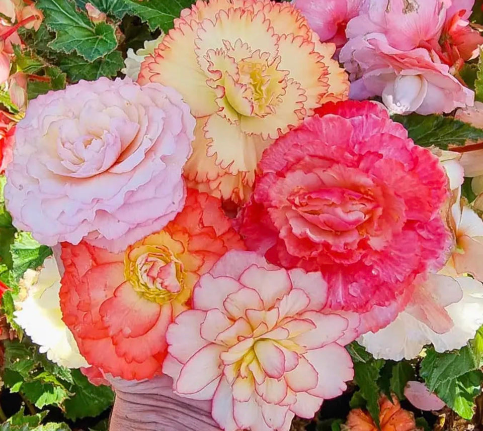 CZ Grain Begonia Samba upright fringed blooms brighten pots and containers