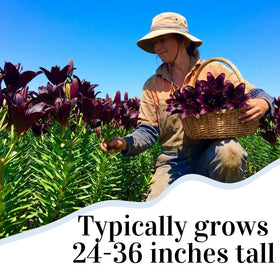 CZ Grain Blackstone Lily bulbs container planting shows bold color elevation.