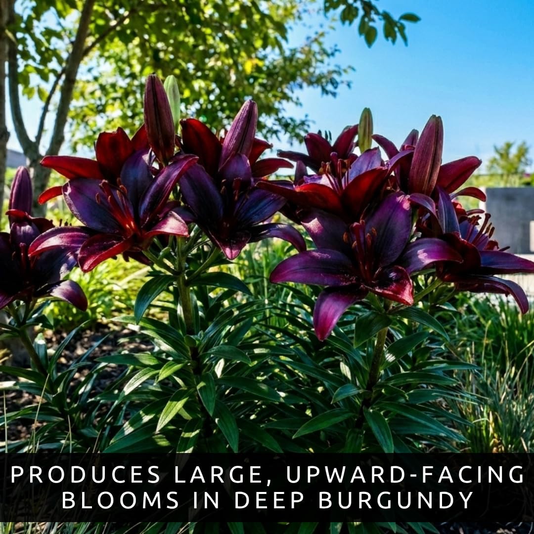 CZ Grain Blackstone Lily bulbs upright stems perfect for bouquets.