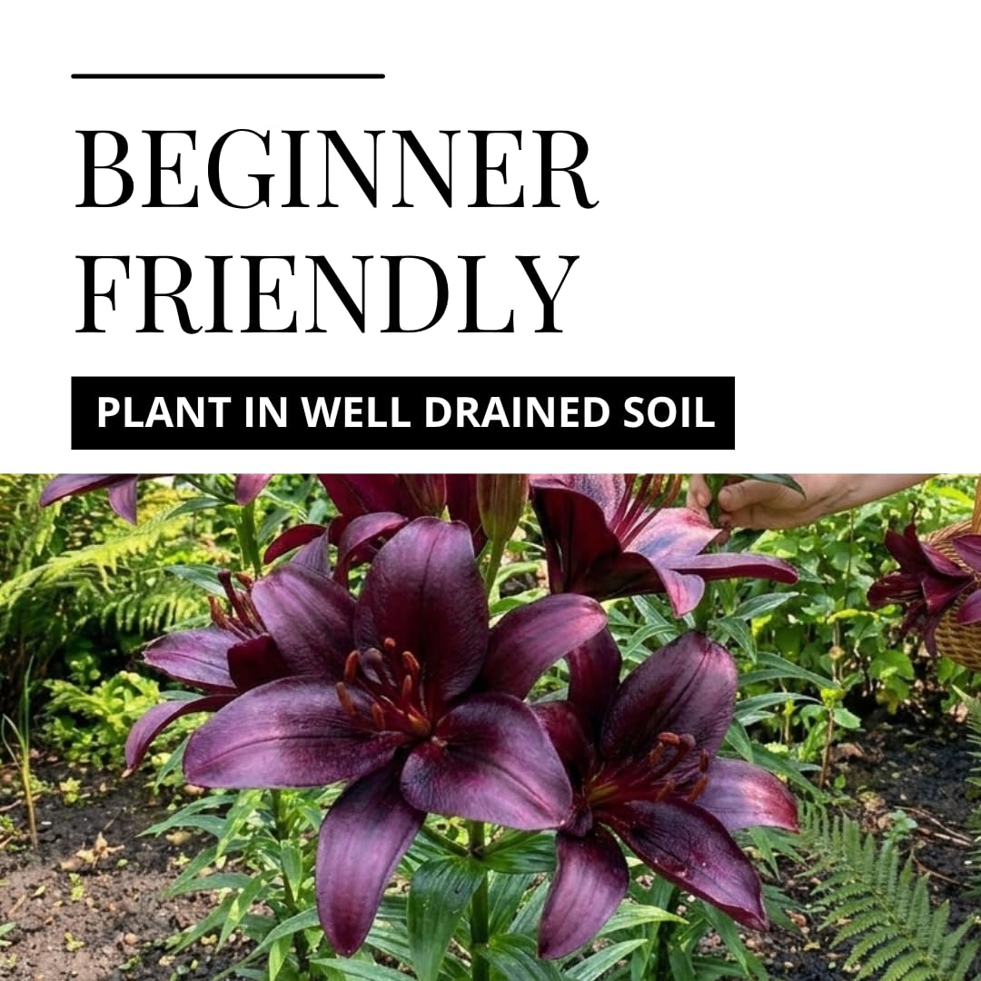 CZ Grain Blackstone Lily bulbs velvety burgundy petals create striking garden contrast.