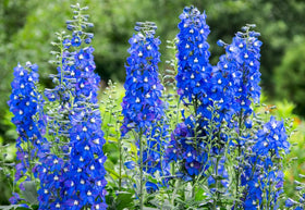CZ Grain blue delphinium seeds garden setup highlights vibrant color for borders