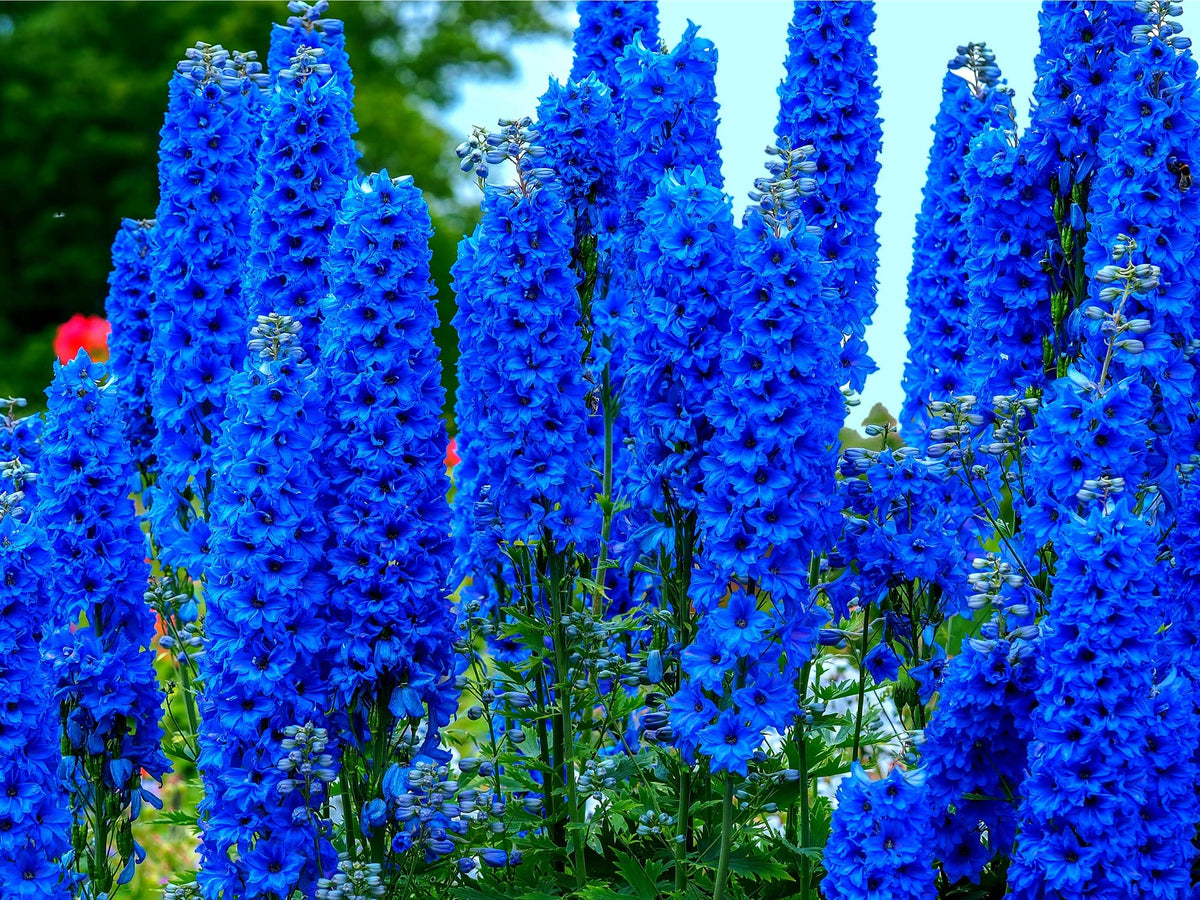 CZ Grain blue delphinium seeds packaging shows 100+ seeds for easy home planting