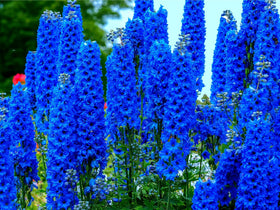 CZ Grain blue delphinium seeds packaging shows 100+ seeds for easy home planting