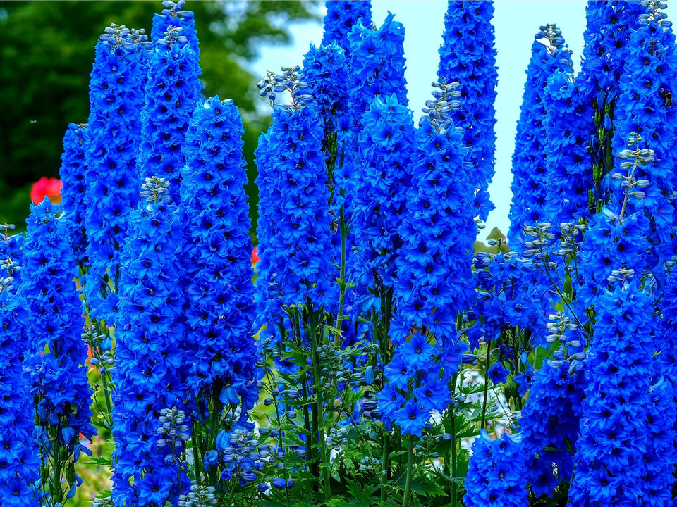 CZ Grain blue delphinium seeds packaging shows 100+ seeds for easy home planting