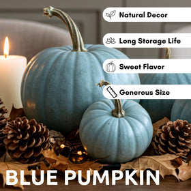 CZ Grain Exotic Blue pumpkin seeds closeup shows seed quality and high germination potential