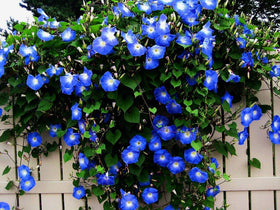 CZ Grain Blue Morning Glory climbing vine bloom on trellis adds vibrant color