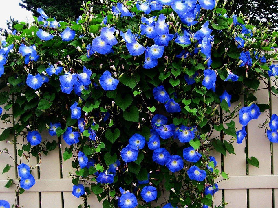 CZ Grain Blue Morning Glory climbing vine bloom on trellis adds vibrant color