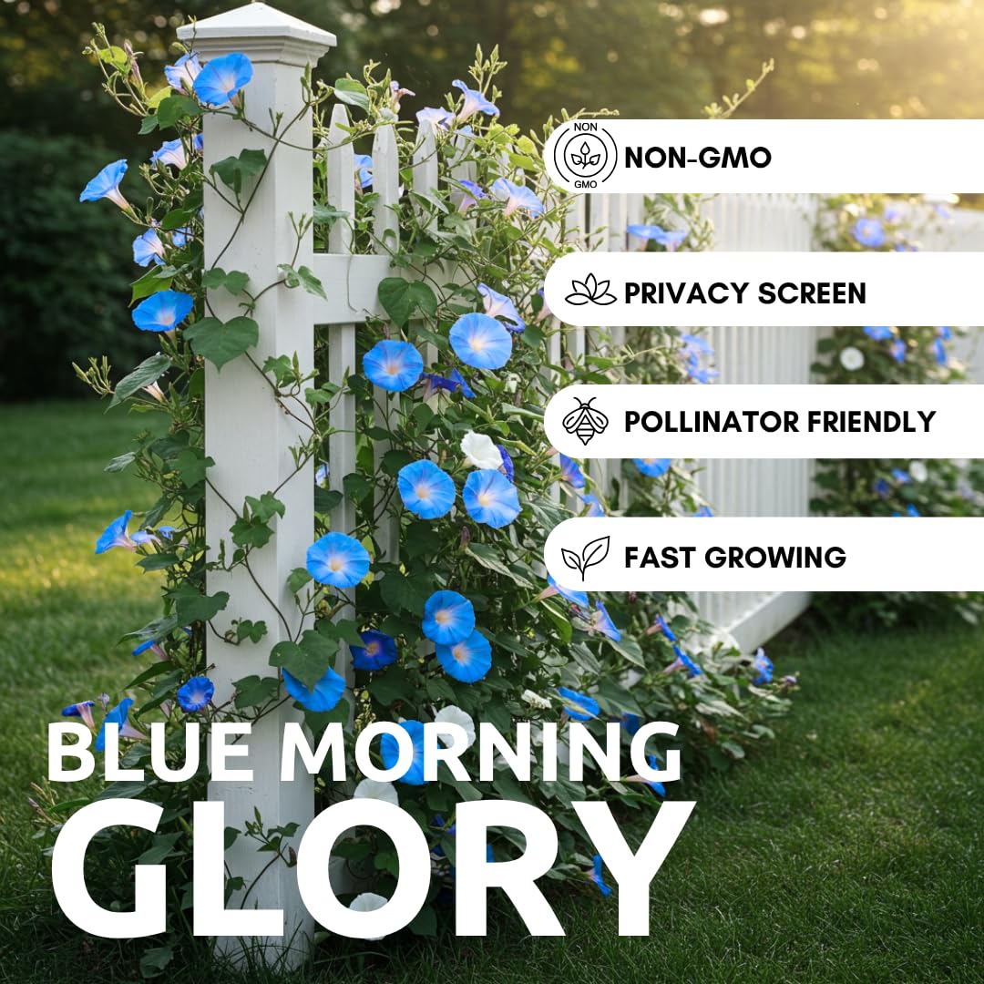 CZ Grain Blue Morning Glory close-up shows trumpet-shaped blue flower