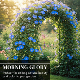CZ Grain Blue Morning Glory seed sowing close-up at soil
