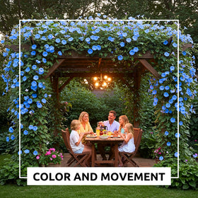 CZ Grain Blue Morning Glory in a sunny garden setting