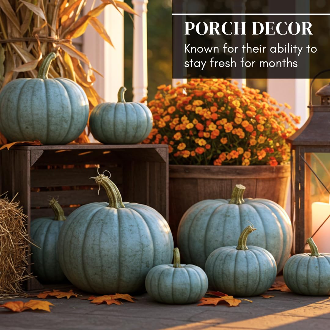 CZ Grain Blue pumpkin garden setup highlights vibrant color and versatile growing space