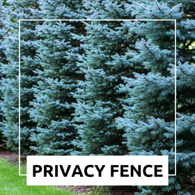 CZ Grain blue spruce seeds highlight natural, low-maintenance evergreen options