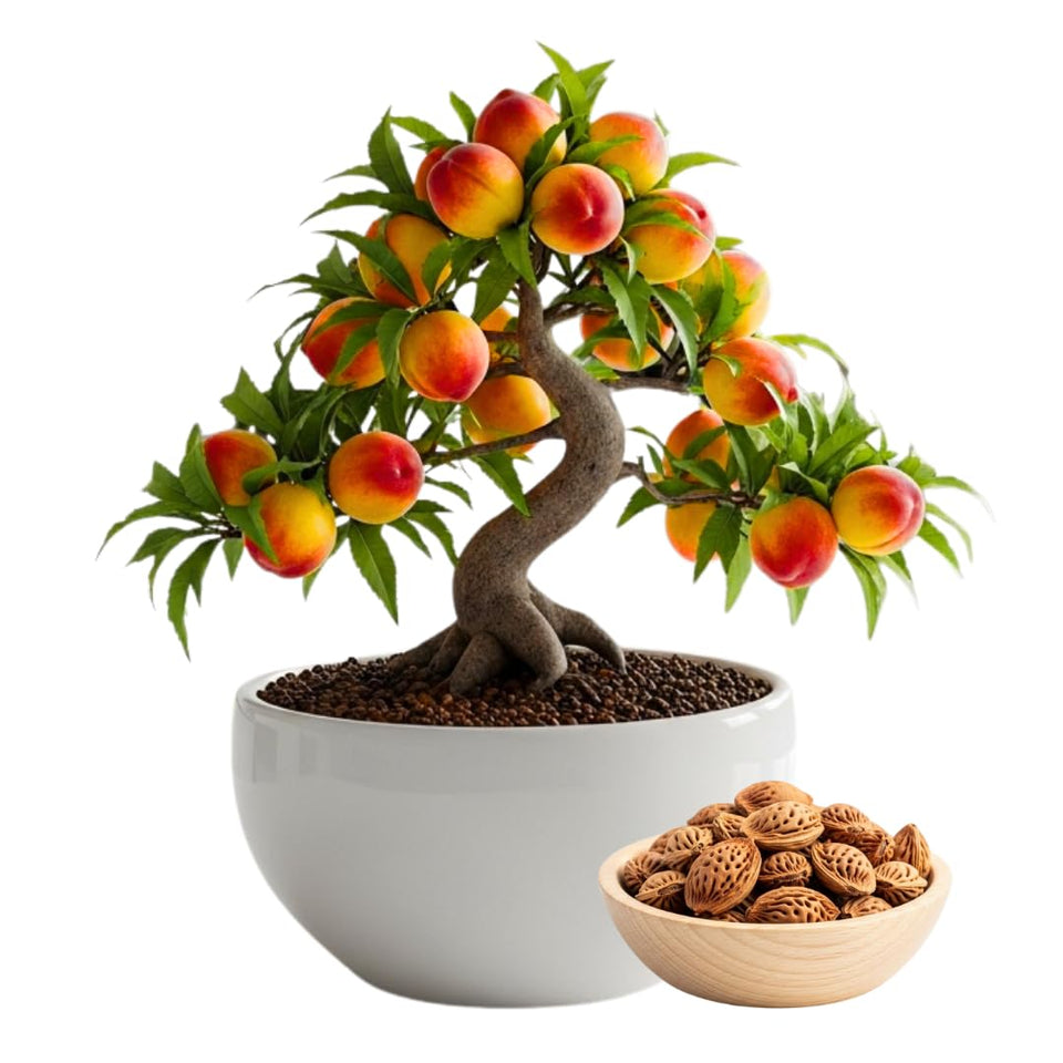 CZ Grain Bonsai Peach seeds pack, ready for beginners' bonsai project