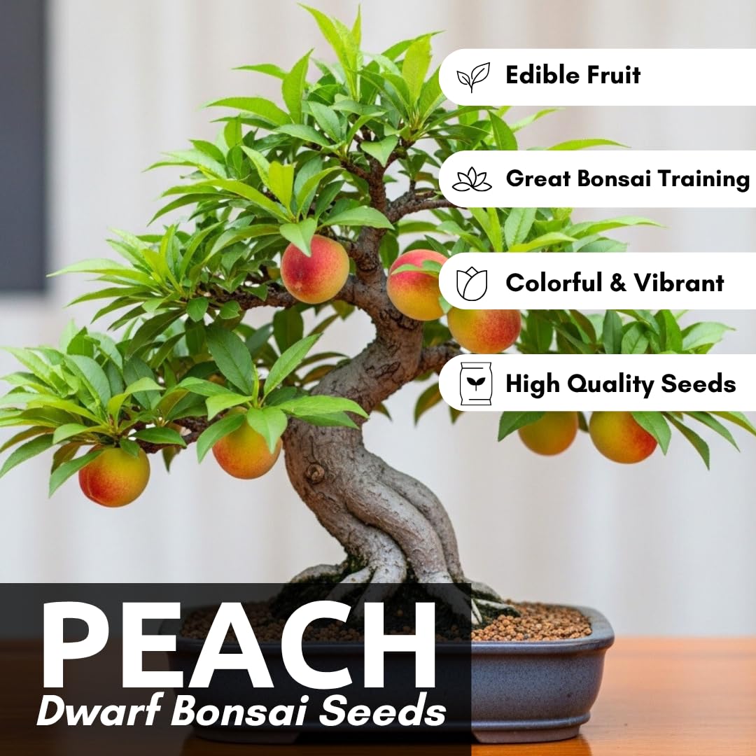 CZ Grain Bonsai Peach tree in pot for compact indoor growth